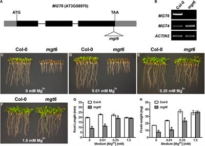 Magnesium Transporter MGT6 Plays an Essential Role in Maintaining Magnesium Homeostasis and Regulating High Magnesium Tolerance in Arabidopsis